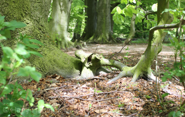 young beech stump